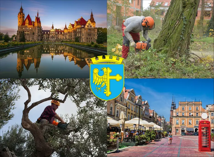 Opole - cennik wycinki drzew - zobacz lokalne ceny ścinania drzew