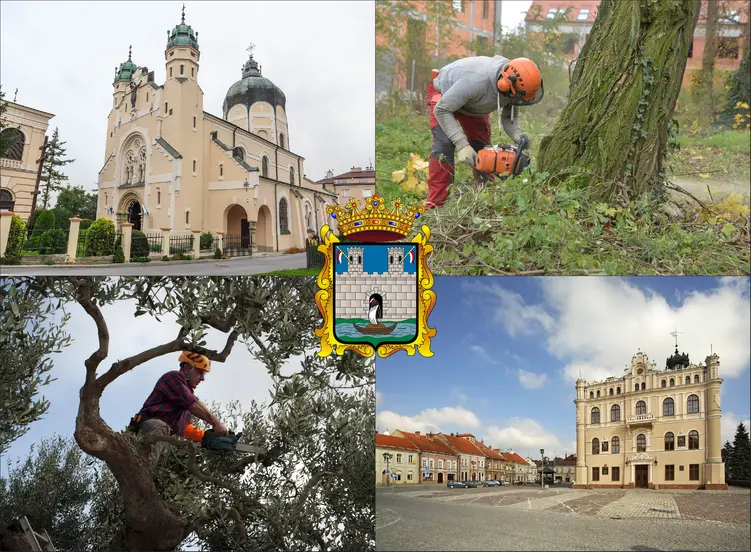 Jarosław - cennik wycinki drzew - zobacz lokalne ceny ścinania drzew
