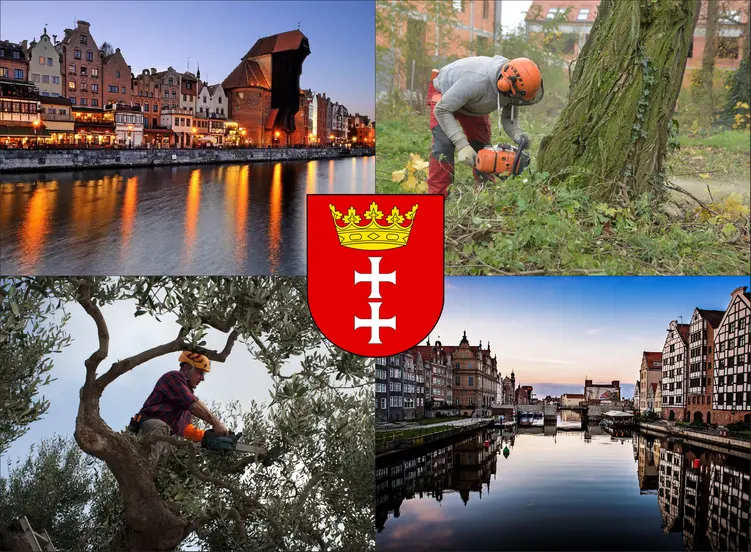 Gdańsk - cennik wycinki drzew
