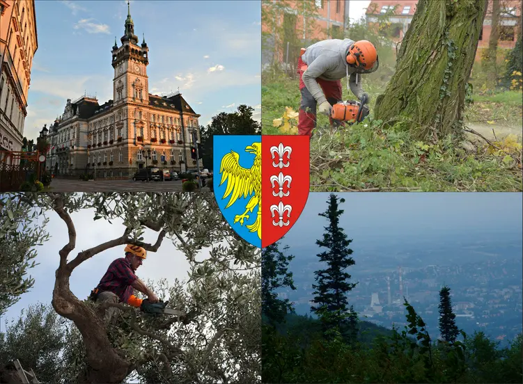 Bielsko-Biała - cennik wycinki drzew