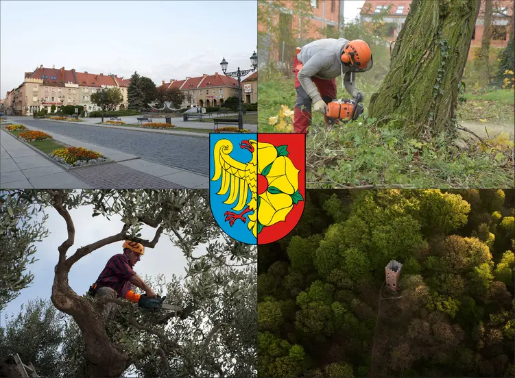 Wodzisław Śląski - cennik wycinki drzew