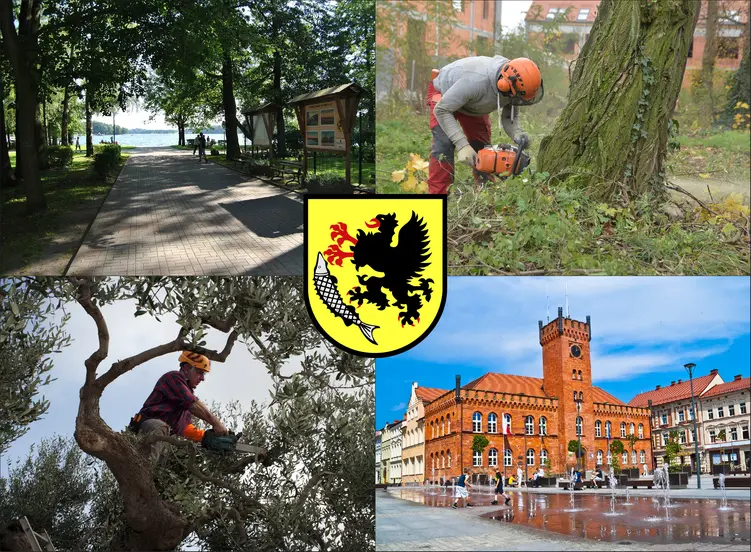 Szczecinek - cennik wycinki drzew - zobacz lokalne ceny ścinania drzew