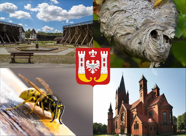 Inowrocław - cennik usuwania gniazd os i szerszeni - sprawdź lokalne ceny