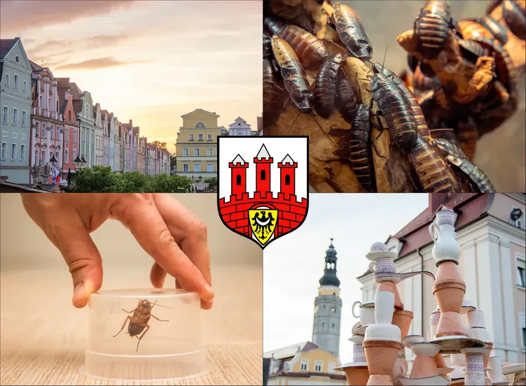 Bolesławiec - cennik zwalczania karaluchów i prusaków