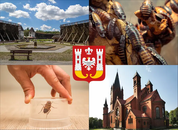 Inowrocław - cennik zwalczania karaluchów i prusaków - sprawdź lokalne ceny