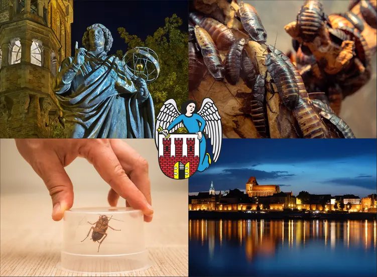 Toruń - cennik zwalczania karaluchów i prusaków - sprawdź lokalne ceny