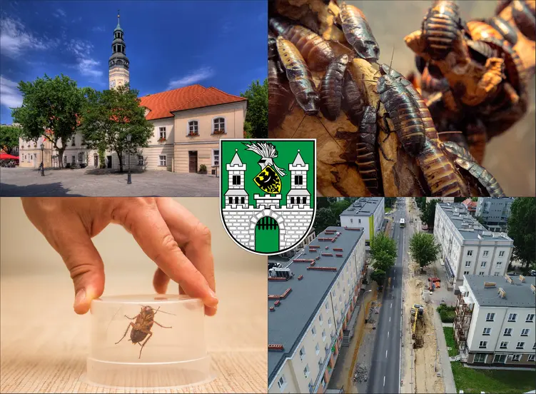 Zielona Góra - cennik zwalczania karaluchów i prusaków - sprawdź lokalne ceny
