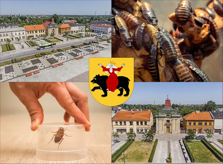 Tomaszów Mazowiecki - cennik zwalczania karaluchów i prusaków - sprawdź lokalne ceny