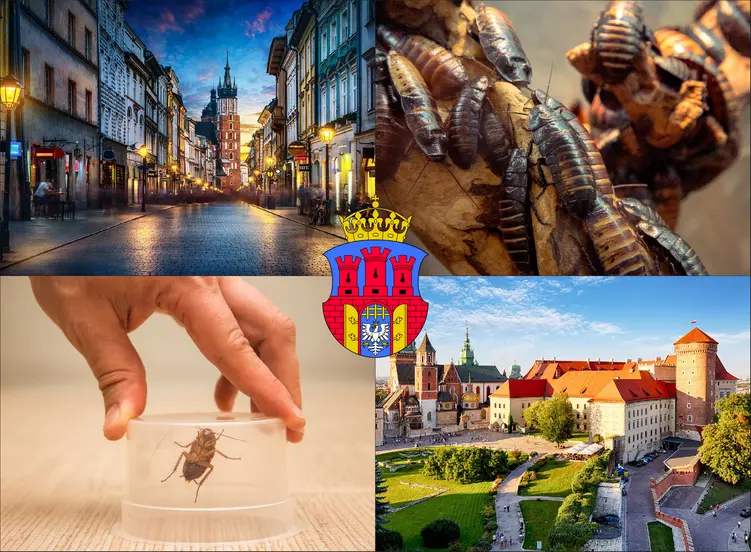 Kraków - cennik zwalczania karaluchów i prusaków - sprawdź lokalne ceny
