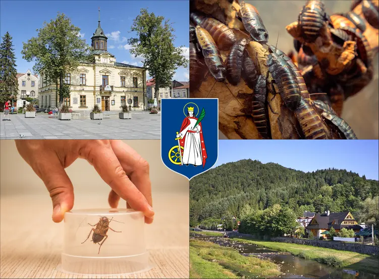 Nowy Targ - cennik zwalczania karaluchów i prusaków - sprawdź lokalne ceny