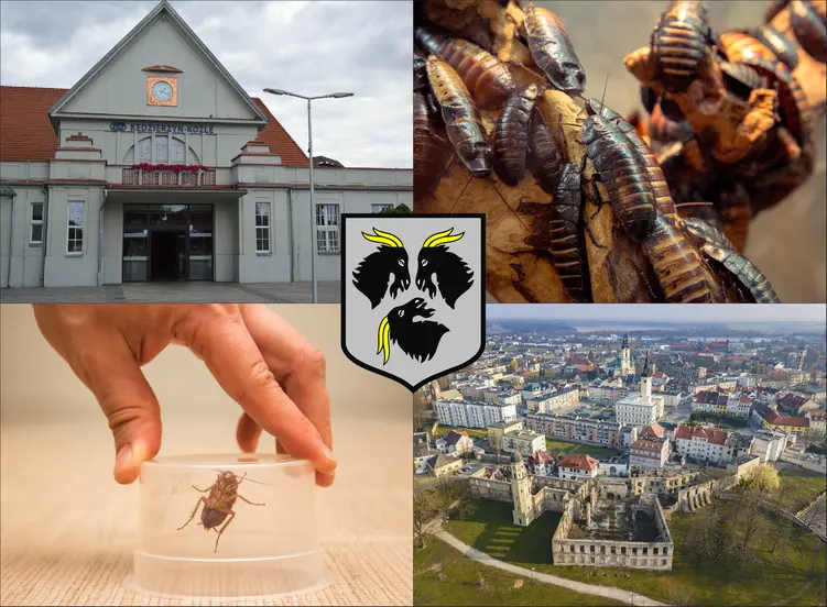 Kędzierzyn-Koźle - cennik zwalczania karaluchów i prusaków - sprawdź lokalne ceny