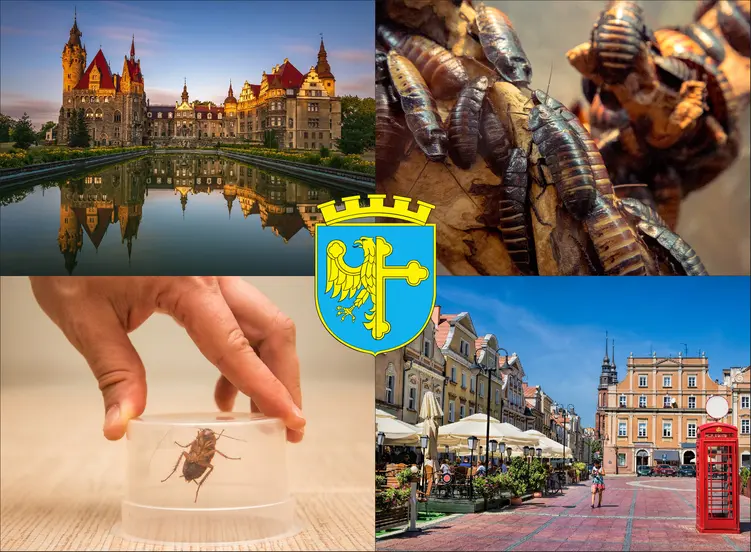 Opole - cennik zwalczania karaluchów i prusaków - sprawdź lokalne ceny