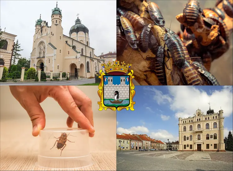 Jarosław - cennik zwalczania karaluchów i prusaków