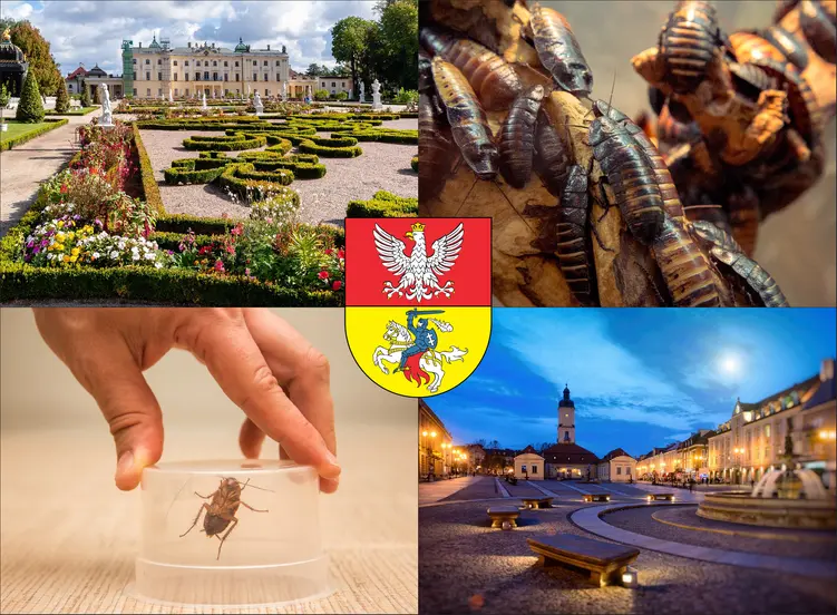 Białystok - cennik zwalczania karaluchów i prusaków - sprawdź lokalne ceny