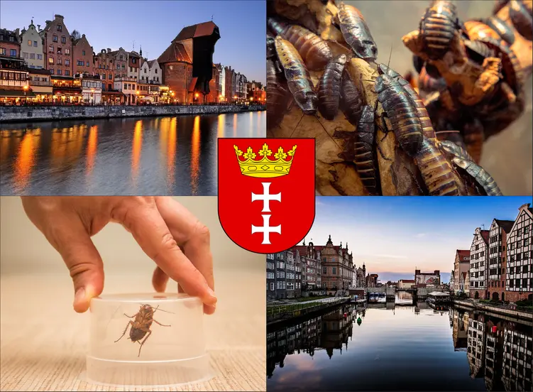 Gdańsk - cennik zwalczania karaluchów i prusaków - sprawdź lokalne ceny