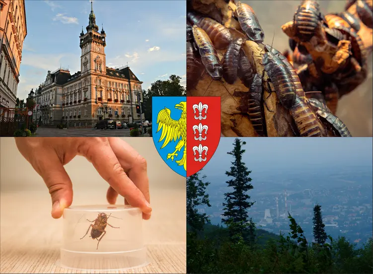 Bielsko-Biała - cennik zwalczania karaluchów i prusaków - sprawdź lokalne ceny