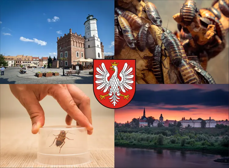 Sandomierz - cennik zwalczania karaluchów i prusaków - sprawdź lokalne ceny