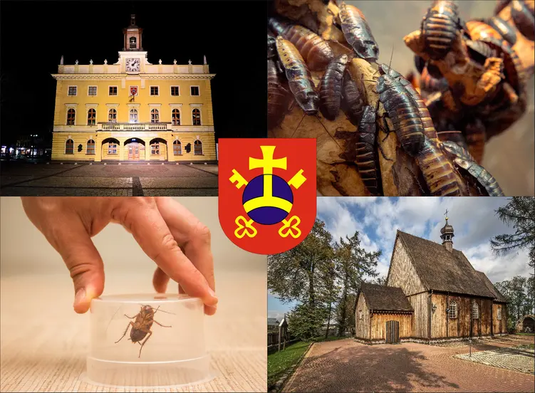 Ostrów Wielkopolski - cennik zwalczania karaluchów i prusaków