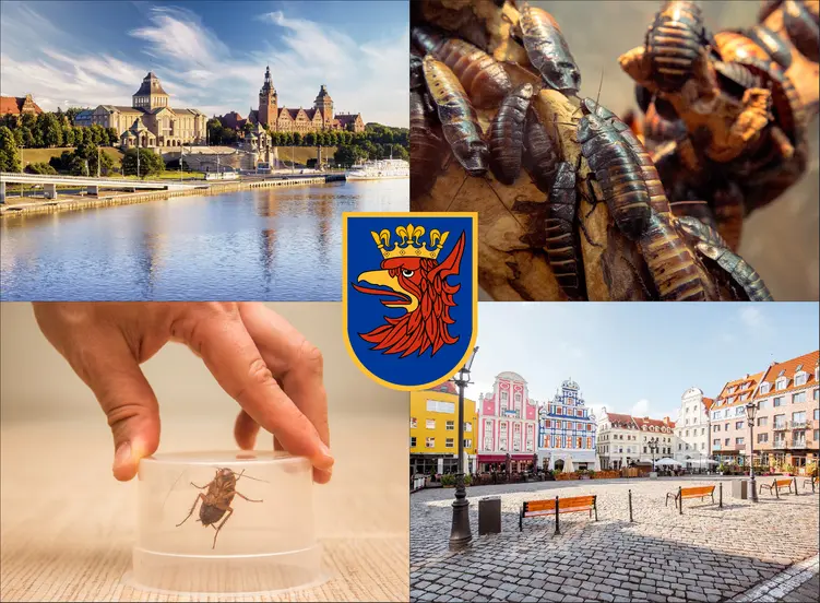 Szczecin - cennik zwalczania karaluchów i prusaków