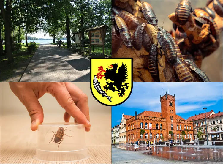 Szczecinek - cennik zwalczania karaluchów i prusaków - sprawdź lokalne ceny