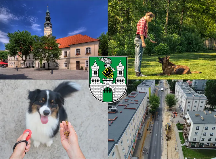 Zielona Góra - cennik szkolenia psów - zobacz lokalne ceny tresury i psich przedszkoli