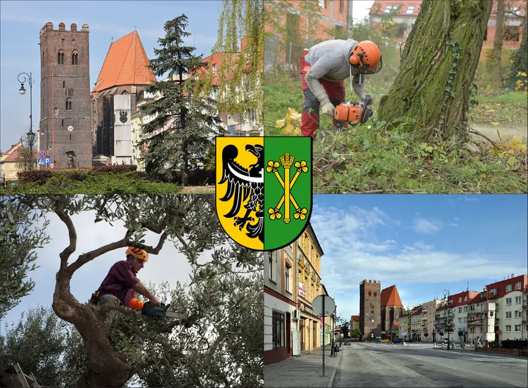 Środa Śląska - cennik wycinki drzew