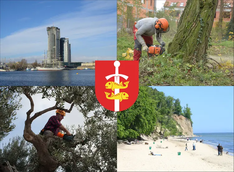 Gdynia - cennik wycinki drzew