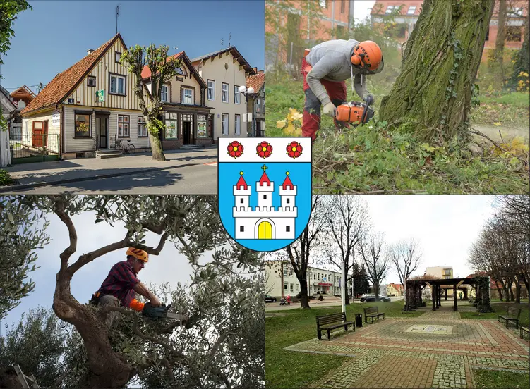 Nowy Dwór Gdański - cennik wycinki drzew - zobacz lokalne ceny ścinania drzew