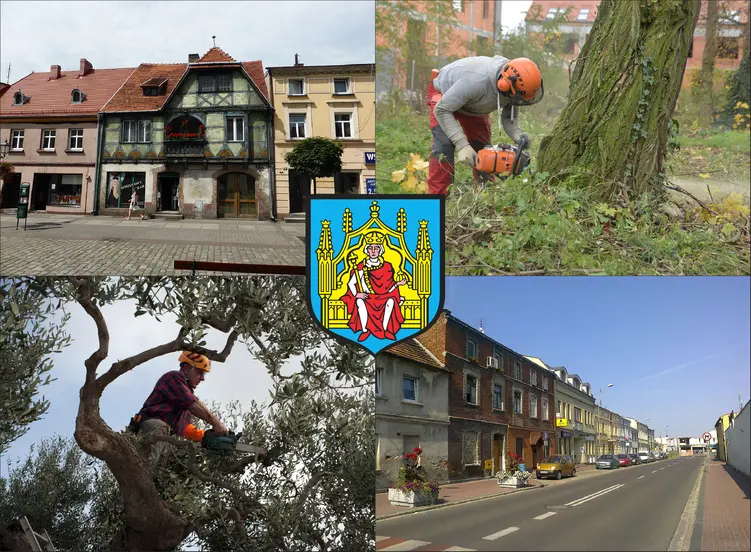 Grodzisk Wielkopolski - cennik wycinki drzew - zobacz lokalne ceny ścinania drzew
