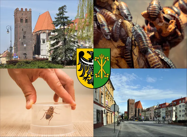 Środa Śląska - cennik zwalczania karaluchów i prusaków