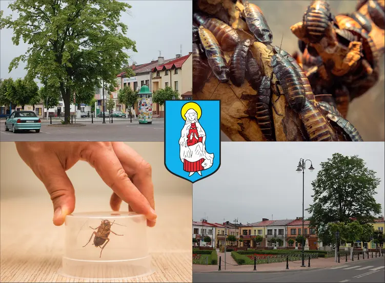 Janów Lubelski - cennik zwalczania karaluchów i prusaków - sprawdź lokalne ceny