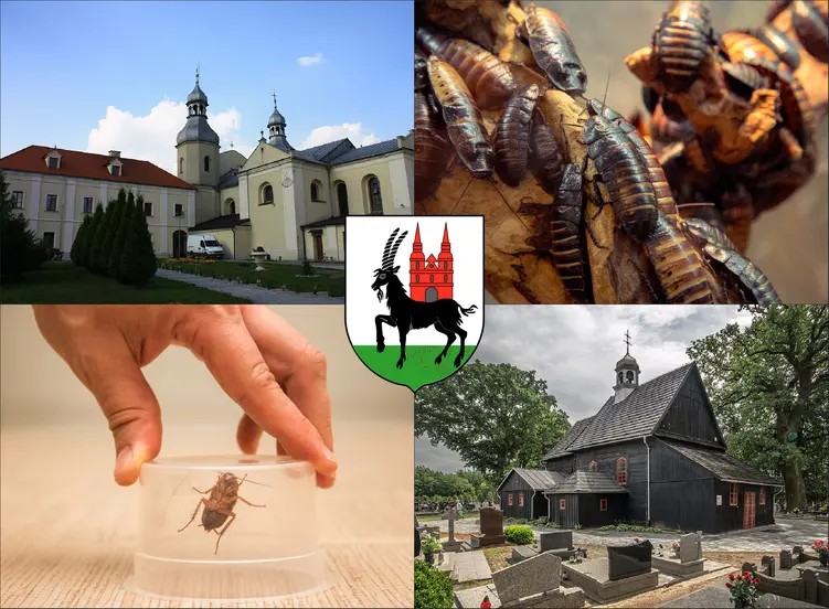 Wieruszów - cennik zwalczania karaluchów i prusaków