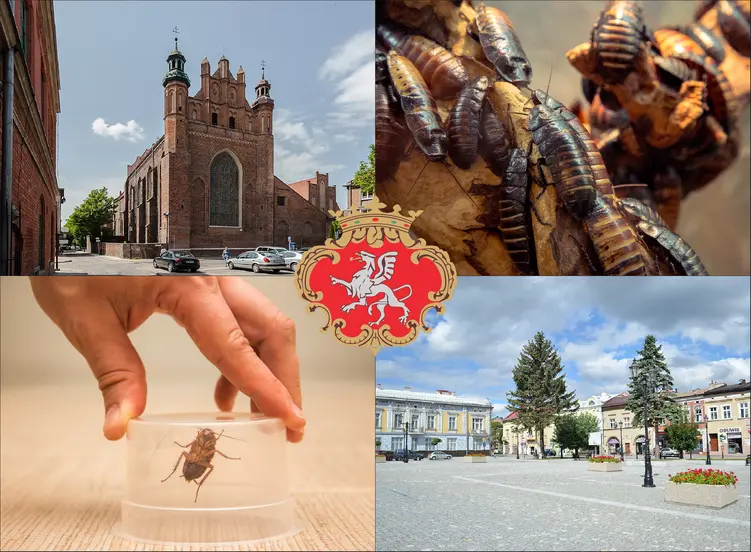 Brzesko - cennik zwalczania karaluchów i prusaków - sprawdź lokalne ceny