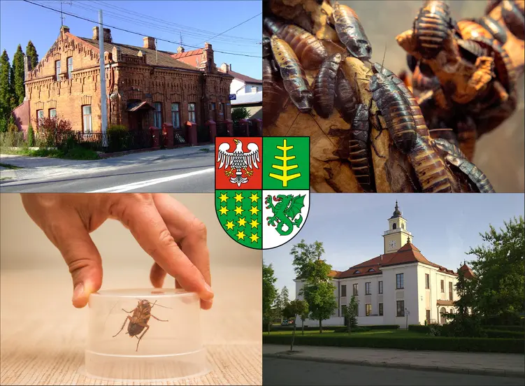 Ostrów Mazowiecki - cennik zwalczania karaluchów i prusaków - sprawdź lokalne ceny