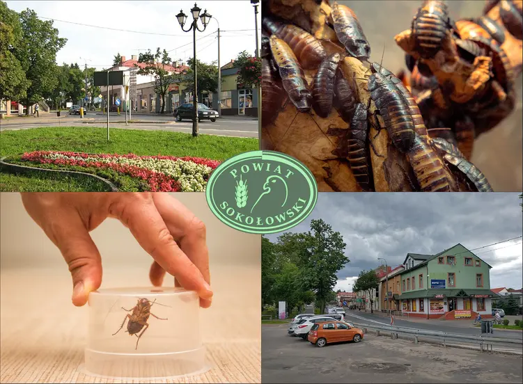 Sokołów Podlaski - cennik zwalczania karaluchów i prusaków - sprawdź lokalne ceny