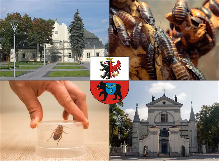 Węgrów - cennik zwalczania karaluchów i prusaków - sprawdź lokalne ceny