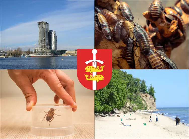 Gdynia - cennik zwalczania karaluchów i prusaków