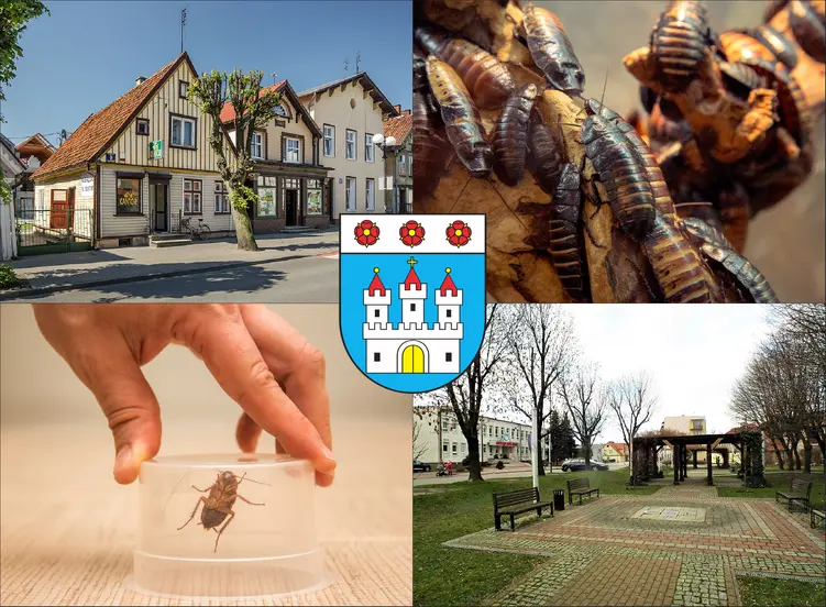 Nowy Dwór Gdański - cennik zwalczania karaluchów i prusaków