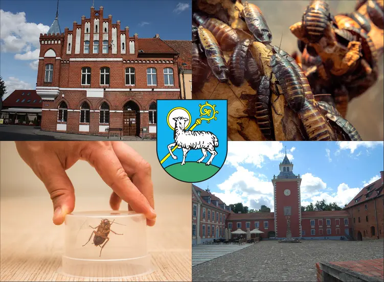 Lidzbark Warmiński - cennik zwalczania karaluchów i prusaków - sprawdź lokalne ceny