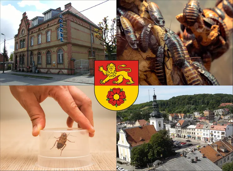 Nowe Miasto Lubawskie - cennik zwalczania karaluchów i prusaków - sprawdź lokalne ceny