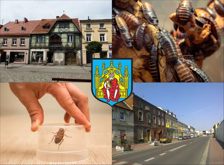 Grodzisk Wielkopolski - cennik zwalczania karaluchów i prusaków - sprawdź lokalne ceny