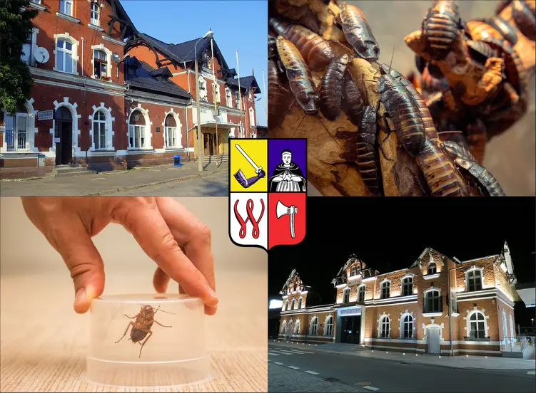 Wągrowiec - cennik zwalczania karaluchów i prusaków - sprawdź lokalne ceny