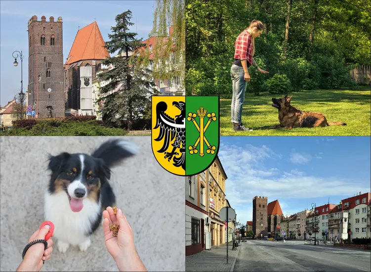 Środa Śląska - cennik szkolenia psów - zobacz lokalne ceny tresury i psich przedszkoli