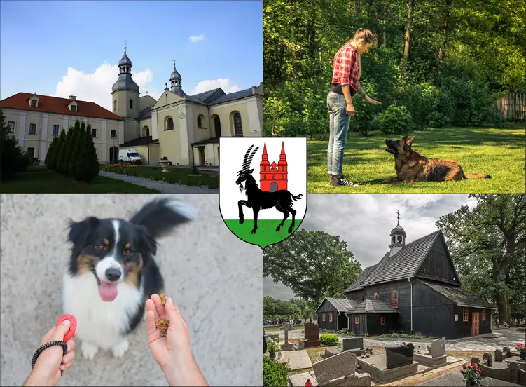 Wieruszów - cennik szkolenia psów i psich behawiorystów
