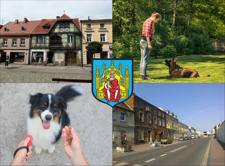 Grodzisk Wielkopolski - cennik szkolenia psów - zobacz lokalne ceny tresury i psich przedszkoli