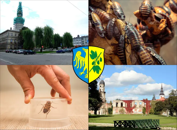 Strzelce Opolskie - cennik zwalczania karaluchów i prusaków - sprawdź lokalne ceny
