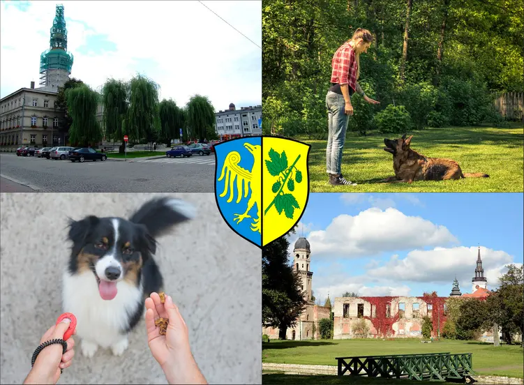 Strzelce Opolskie - cennik szkolenia psów - zobacz lokalne ceny tresury i psich przedszkoli