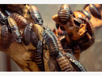 Zdjęcie ilustrujące cennik zwalczania karaluchów i prusaków - sprawdź lokalne ceny
