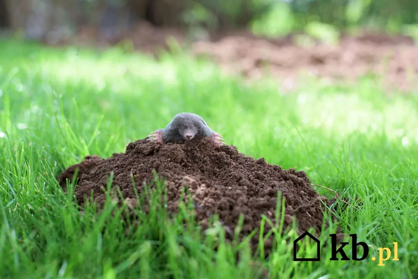 Zwalczanie kretów Krety w aranżacji ogrodowej