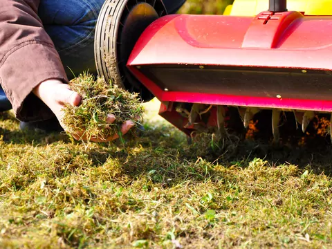 Ilustracja dla wertykulacja trawnika